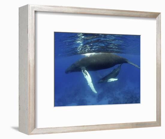 Humpback Whale Mother and Calf, Silver Bank, Domincan Republic-Rebecca Jackrel-Framed Photographic Print