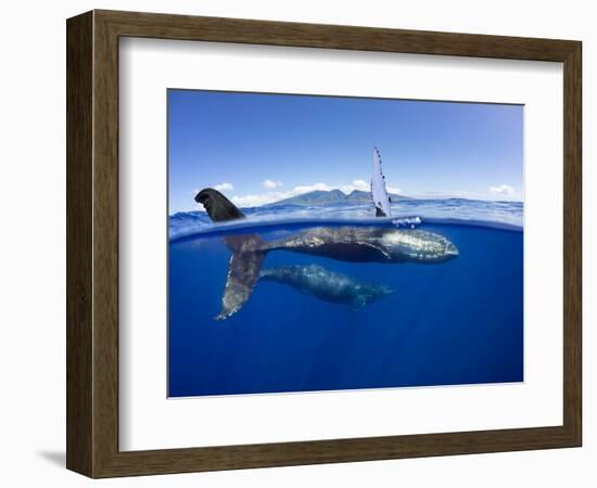 Humpback whale, mother and calf, West Maui, Hawaii-David Fleetham-Framed Photographic Print