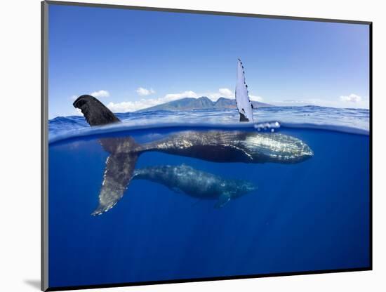 Humpback whale, mother and calf, West Maui, Hawaii-David Fleetham-Mounted Photographic Print