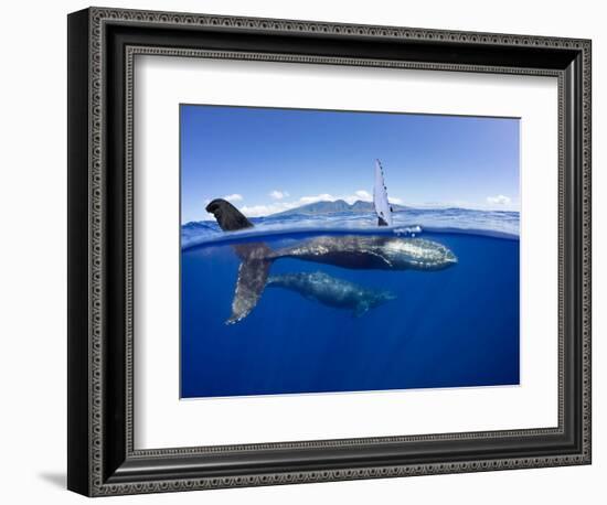 Humpback whale, mother and calf, West Maui, Hawaii-David Fleetham-Framed Photographic Print