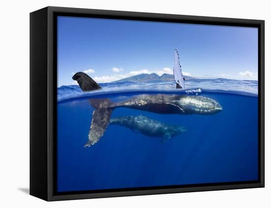 Humpback whale, mother and calf, West Maui, Hawaii-David Fleetham-Framed Premier Image Canvas