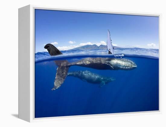 Humpback whale, mother and calf, West Maui, Hawaii-David Fleetham-Framed Premier Image Canvas