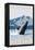 Humpback Whale, Petersburg, Alaska-Lantern Press-Framed Stretched Canvas