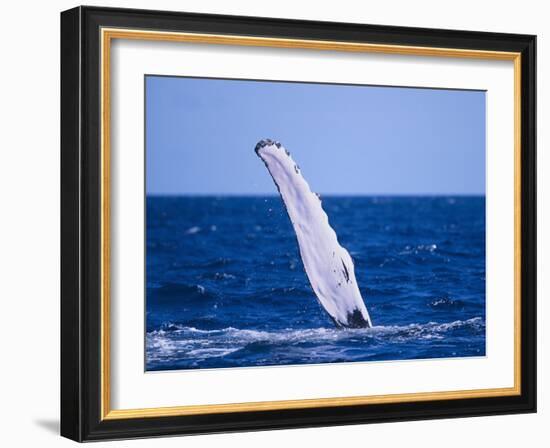 Humpback Whale's Fin-DLILLC-Framed Photographic Print