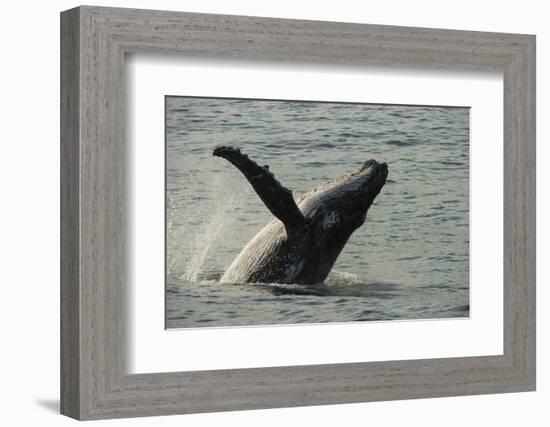 Humpback Whale, Sardine Run, Eastern Cape South Africa-Pete Oxford-Framed Photographic Print