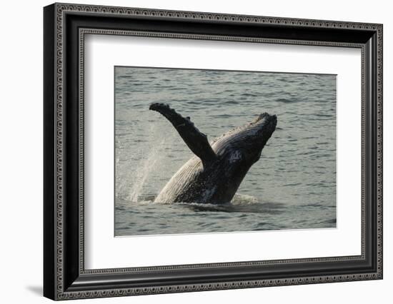 Humpback Whale, Sardine Run, Eastern Cape South Africa-Pete Oxford-Framed Photographic Print