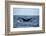 Humpback Whale, Sardine Run, Eastern Cape, South Africa-Pete Oxford-Framed Photographic Print