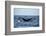 Humpback Whale, Sardine Run, Eastern Cape, South Africa-Pete Oxford-Framed Photographic Print