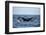 Humpback Whale, Sardine Run, Eastern Cape, South Africa-Pete Oxford-Framed Photographic Print