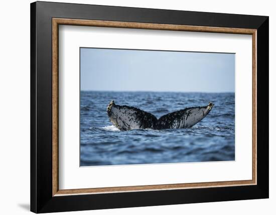 Humpback Whale, Sardine Run, Eastern Cape, South Africa-Pete Oxford-Framed Photographic Print