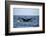 Humpback Whale, Sardine Run, Eastern Cape, South Africa-Pete Oxford-Framed Photographic Print