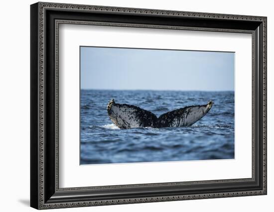 Humpback Whale, Sardine Run, Eastern Cape, South Africa-Pete Oxford-Framed Photographic Print