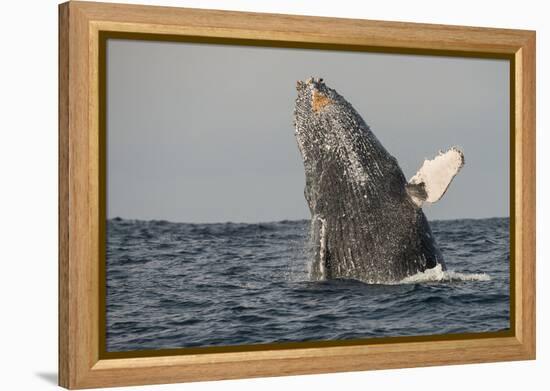 Humpback Whale, Sardine Run, Eastern Cape, South Africa-Pete Oxford-Framed Premier Image Canvas