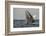 Humpback Whale, Sardine Run, Eastern Cape, South Africa-Pete Oxford-Framed Photographic Print