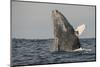 Humpback Whale, Sardine Run, Eastern Cape, South Africa-Pete Oxford-Mounted Photographic Print