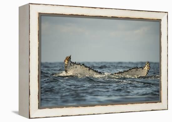 Humpback Whale, Sardine Run, Eastern Cape, South Africa-Pete Oxford-Framed Premier Image Canvas