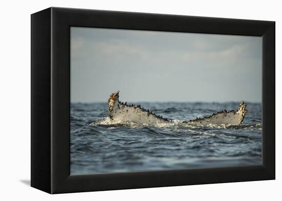 Humpback Whale, Sardine Run, Eastern Cape, South Africa-Pete Oxford-Framed Premier Image Canvas