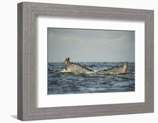 Humpback Whale, Sardine Run, Eastern Cape, South Africa-Pete Oxford-Framed Photographic Print