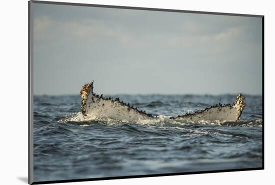 Humpback Whale, Sardine Run, Eastern Cape, South Africa-Pete Oxford-Mounted Photographic Print