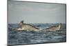 Humpback Whale, Sardine Run, Eastern Cape, South Africa-Pete Oxford-Mounted Photographic Print