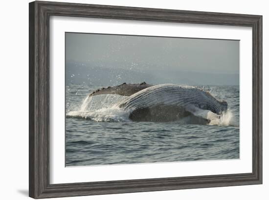 Humpback Whale, Sardine Run, Eastern Cape South Africa-Pete Oxford-Framed Photographic Print