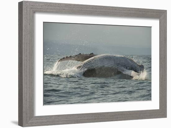 Humpback Whale, Sardine Run, Eastern Cape South Africa-Pete Oxford-Framed Photographic Print