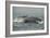 Humpback Whale, Sardine Run, Eastern Cape South Africa-Pete Oxford-Framed Photographic Print