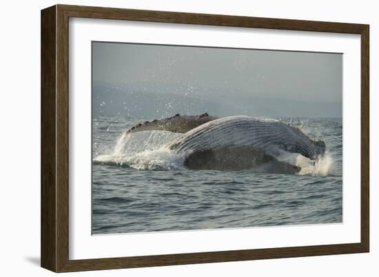 Humpback Whale, Sardine Run, Eastern Cape South Africa-Pete Oxford-Framed Photographic Print