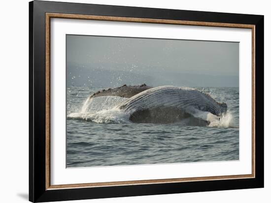 Humpback Whale, Sardine Run, Eastern Cape South Africa-Pete Oxford-Framed Photographic Print