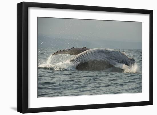 Humpback Whale, Sardine Run, Eastern Cape South Africa-Pete Oxford-Framed Photographic Print