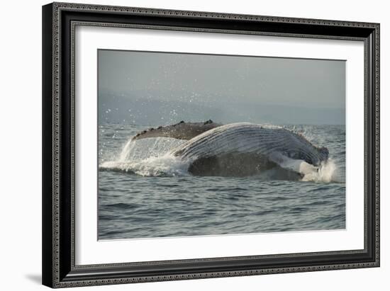 Humpback Whale, Sardine Run, Eastern Cape South Africa-Pete Oxford-Framed Photographic Print