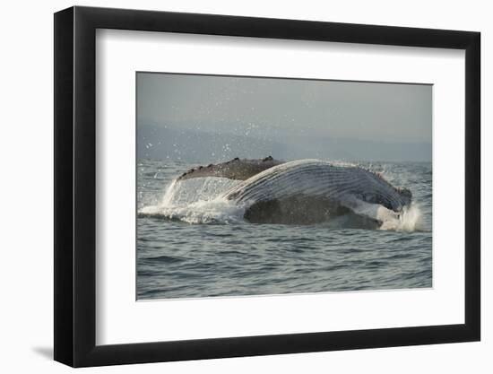 Humpback Whale, Sardine Run, Eastern Cape South Africa-Pete Oxford-Framed Photographic Print