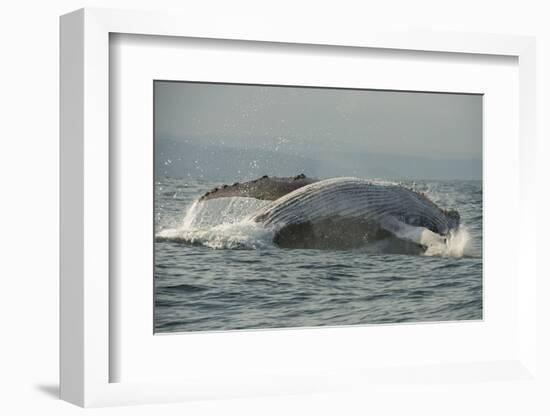 Humpback Whale, Sardine Run, Eastern Cape South Africa-Pete Oxford-Framed Photographic Print