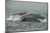 Humpback Whale, Sardine Run, Eastern Cape South Africa-Pete Oxford-Mounted Photographic Print