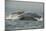 Humpback Whale, Sardine Run, Eastern Cape South Africa-Pete Oxford-Mounted Photographic Print