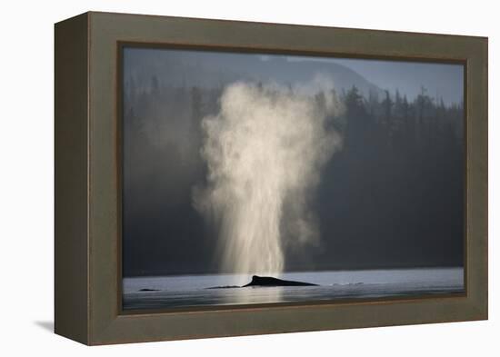 Humpback Whale Spouting in Frederick Sound at Dawn-null-Framed Premier Image Canvas