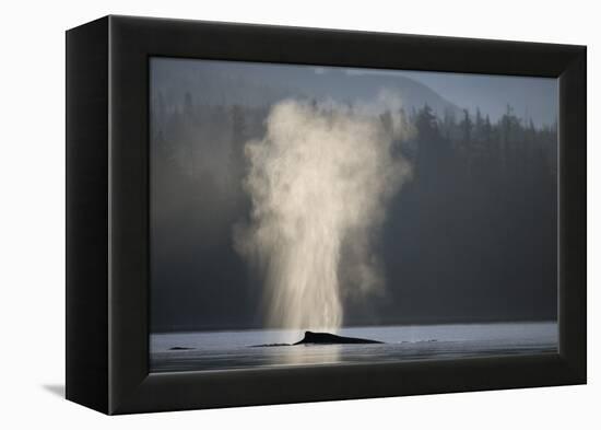 Humpback Whale Spouting in Frederick Sound at Dawn-null-Framed Premier Image Canvas