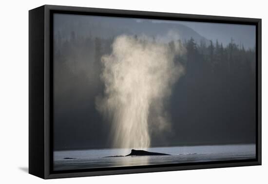 Humpback Whale Spouting in Frederick Sound at Dawn-null-Framed Premier Image Canvas