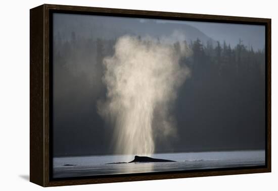 Humpback Whale Spouting in Frederick Sound at Dawn-null-Framed Premier Image Canvas