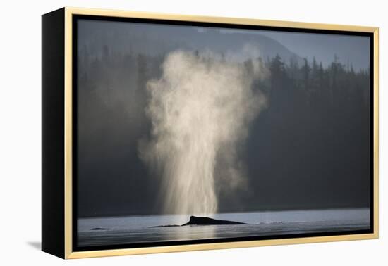 Humpback Whale Spouting in Frederick Sound at Dawn-null-Framed Premier Image Canvas