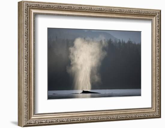 Humpback Whale Spouting in Frederick Sound at Dawn-null-Framed Photographic Print