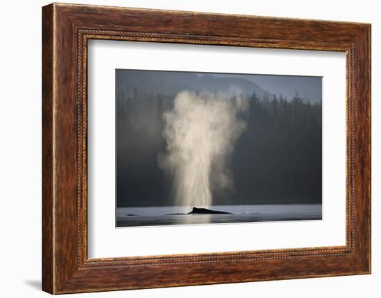 Humpback Whale Spouting in Frederick Sound at Dawn-null-Framed Photographic Print