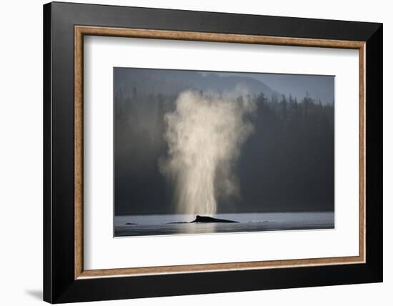 Humpback Whale Spouting in Frederick Sound at Dawn-null-Framed Photographic Print