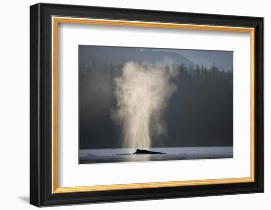 Humpback Whale Spouting in Frederick Sound at Dawn-null-Framed Photographic Print