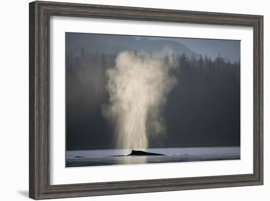 Humpback Whale Spouting in Frederick Sound at Dawn-null-Framed Photographic Print