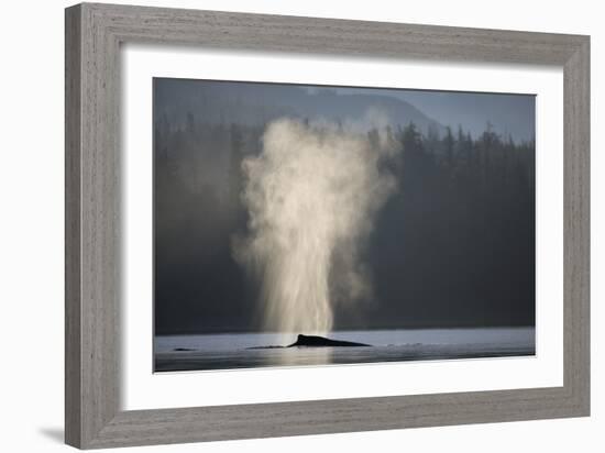 Humpback Whale Spouting in Frederick Sound at Dawn-null-Framed Photographic Print