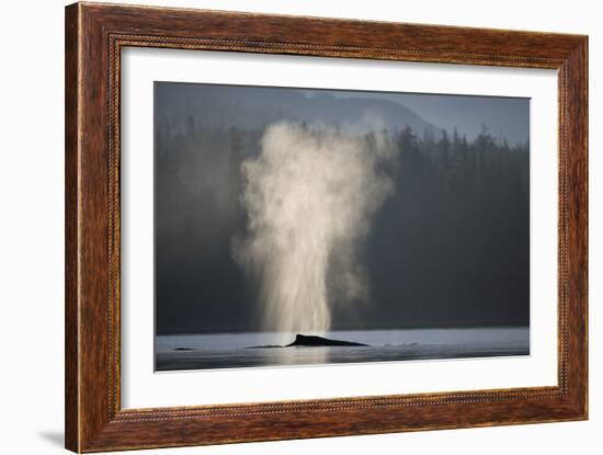 Humpback Whale Spouting in Frederick Sound at Dawn-null-Framed Photographic Print