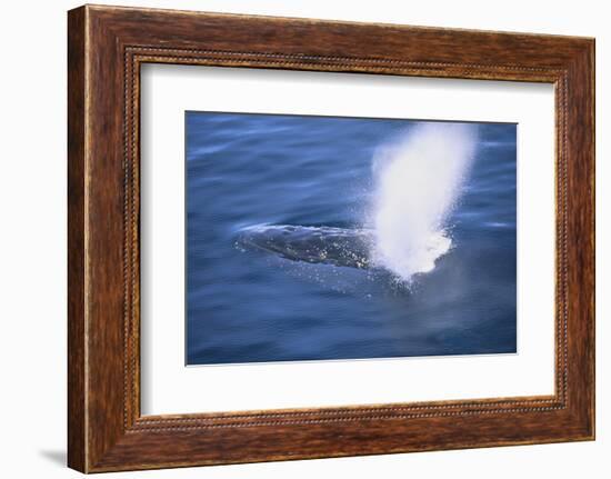 Humpback Whale Spraying Sea Water-DLILLC-Framed Photographic Print