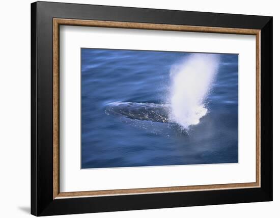 Humpback Whale Spraying Sea Water-DLILLC-Framed Photographic Print