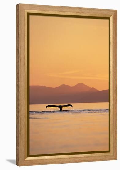 Humpback Whale Surfacing at Sunset-null-Framed Premier Image Canvas